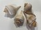 4 pcs.  Atlantic Whelk Sea Shell . Ocean shells. Decor for marine aquariums, interiors, shell showcases. shells for home, large shells. product 3